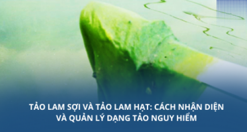 Tảo lam sợi và tảo lam hạt: Cách nhận diện và quản lý dạng tảo nguy hiểm